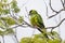 Beautiful birds Prince-Black Parakeets or Nanday Parakeet Aratinga nenday in a tree in the Brazilian Pantanal