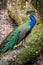 Beautiful birds at Taipei Zoo