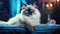 Beautiful Birman Cat Breed in Highly Detailed Image AI Generated AI Generated