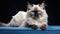 Beautiful Birman Cat Breed on White Background AI Generated