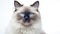 Beautiful Birman Cat Breed on White Background AI Generated