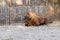 Beautiful bison lies on the sand