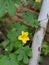 beautiful bitter gourd