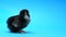 Beautiful black adorable little chick for design decorative theme. Newborn poultry yellow chicken beak on blue studio
