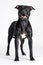Beautiful black American Pitbull Terrier female with smiling stands in show stacking on white background.