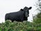 Beautiful black angus cow behind natural hedge. Selective focus. Looking at the viewer