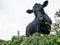 Beautiful black angus cow behind natural hedge. Selective focus. Looking at the viewer