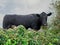 Beautiful black angus cow behind natural hedge. Selective focus. Side view