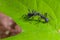 Beautiful black ants