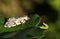 A beautiful Black Arches Moth Lymantria monacha perching on a leaf.