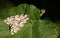 A beautiful Black Arches Moth Lymantria monacha perching on a leaf.