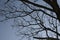 Beautiful black bared branches on blue sky background