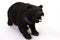 Beautiful black bear stands on a white background