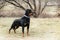 Beautiful black big dog breed rottweiler portrat close-up