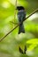 Beautiful black bird, Greater Racket-tailed Drongo, Dicrurus paradiseus, perching on a branch in Singapore.