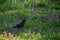 Beautiful black bird rook stands on green meadow with blue flowers