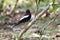 Beautiful black bird with yellow bills and grey feathers on its wings perching on tree branch, Turdus boulboul (Grey-winged