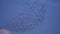 Beautiful black birds flying in blue sky. Closeup of birds flying in the sky