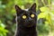 Beautiful black bombay cat portrait closeup