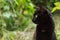 Beautiful black bombay cat profile portrait closeup, copy space