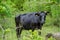 Beautiful Black Bull Grazing in a Serene Meadow Landscape. Green Grass in Background. Rural Environment in Greece