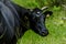 Beautiful Black Bull Grazing in a Serene Meadow Landscape. Male Cow Portrait with a Chain on the Head. Green Grass in Background