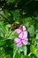 Beautiful Black Buterfly in the flower