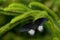 Beautiful black butterfly, Great Mormon, Papilio memnon, resting on the green branch