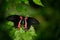 Beautiful black butterfly, Scarlet or Red Mormon, Papilio rumanzovia. Big and colourful insect on the green branch