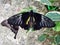 Beautiful black butterflys about a stone