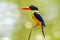 Beautiful Black-capped Kingfisher