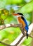 Beautiful Black-capped Kingfisher bird