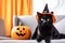 A beautiful black cat in a black cape poses on a white sofa next to an orange pumpkin