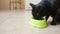 Beautiful black cat eating food, close-up. dry food
