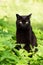 Beautiful black cat portrait with yellow eyes and attentive look in spring garden in green grass in sunlight close up