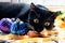 A beautiful black cat poses for a photo while looking out the window. Black cat, Halloween, Soft fur, soft skin, dusty cat