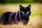 A beautiful black cat. Shadows and Whispers. The Enchanting Allure of the Black Cat. Generative AI