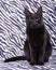 Beautiful black cat sitting against a zebra striped background