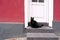 Beautiful black cat sitting on the porch of a house in front of a closed door in the city, misfortune superstition concept,