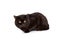 Beautiful black cat on a white background. Purebred cat, British. Plump, calm animal