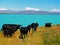 Beautiful black cattle by the shore of the azure lake in New Zealand.