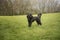 Beautiful black cockapoo puppy