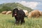 Beautiful black cocker spaniel walking on the grass in a field through sheep