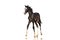 Beautiful black colt horse walks on a white background. Isolate.