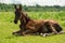 Beautiful black colt laying  at  pasture. herd life. summer sunny day