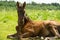 Beautiful black colt laying  at  pasture. herd life. summer sunny day