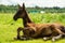 Beautiful black colt laying  at  pasture. herd life. summer sunny day