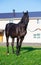 Beautiful  black colt.  sportive russian breed, Orlov-Rostopchin breed