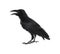 Beautiful black common raven on white background