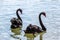 Beautiful black couple swans swim on the pond